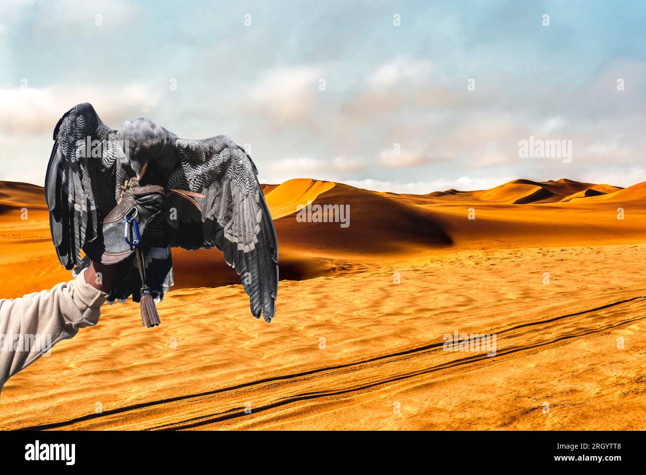 falconry arab trainer wearing a glove holding a vulture at a bird ...