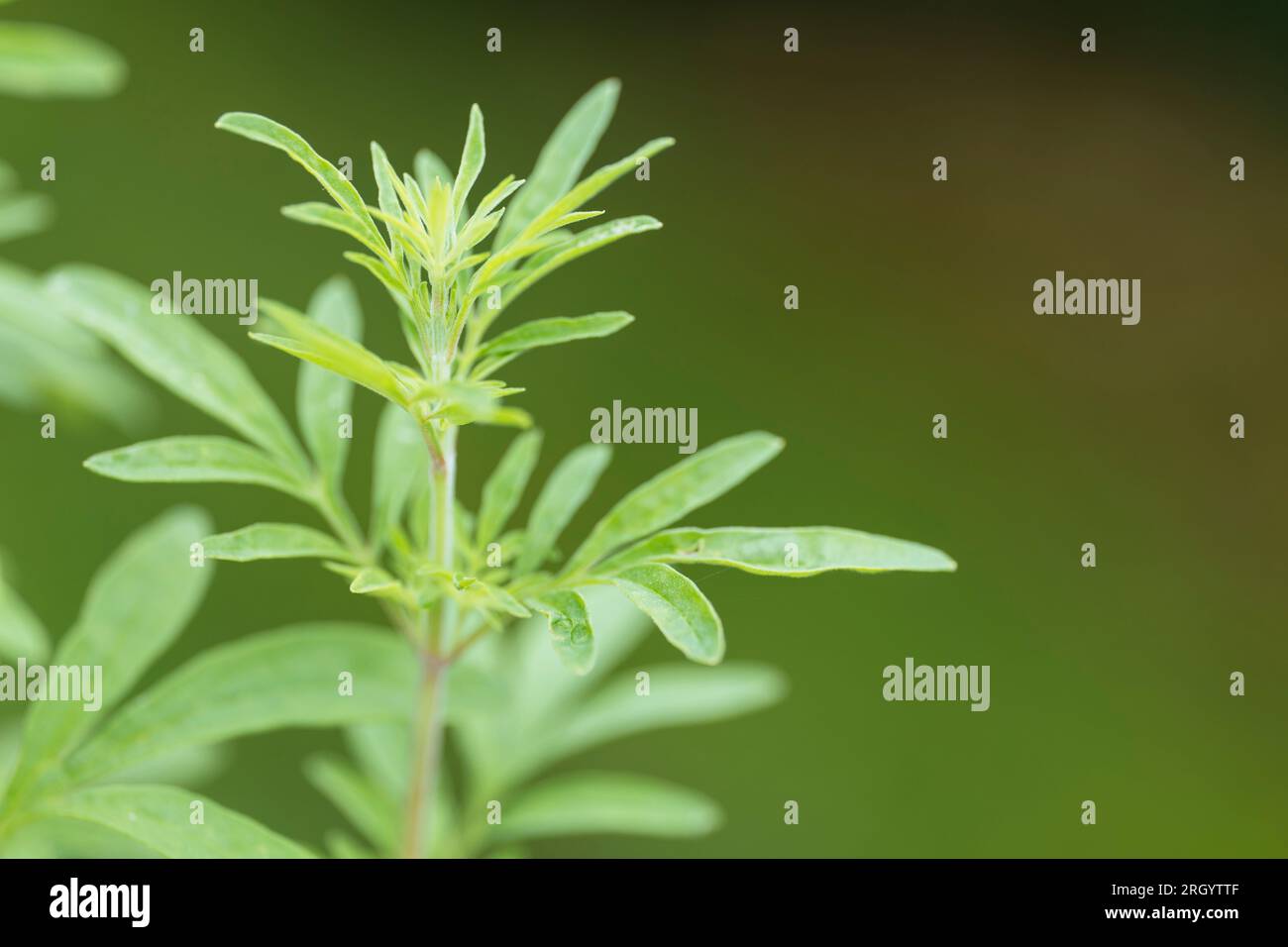 Closeup of Asian mint plant (Mentha longifolia var. asiatica Stock