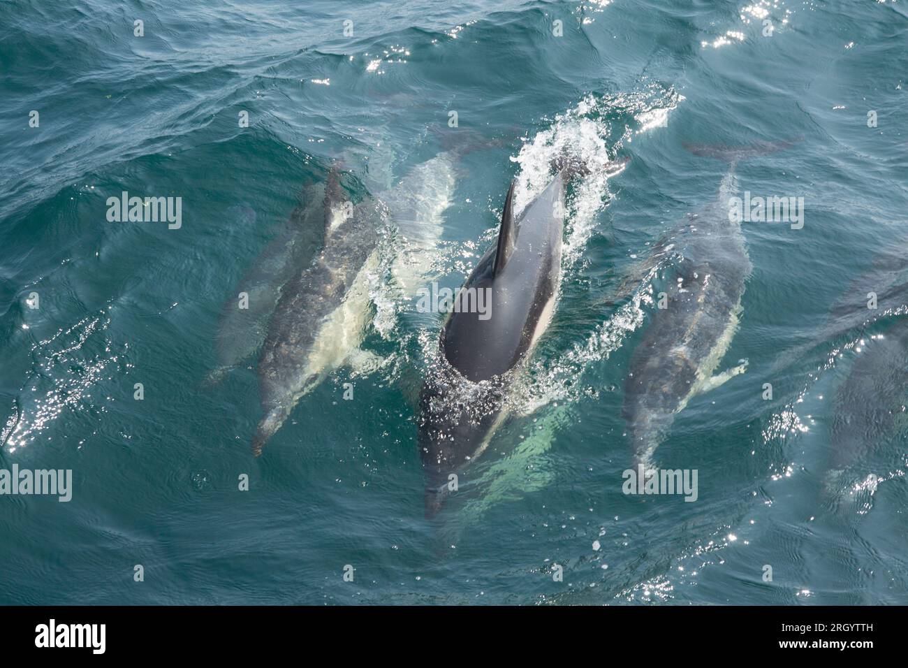 Common short beaked dolphins, Delphinus delphis, in Lyme Bay that were engaged in courtship and mating behaviour. Lyme Bay Dorset England UK GB Stock Photo