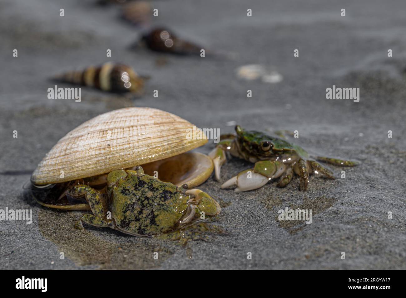 Mud-flat Crab (Hemigrapsus oregonensis) on a Vancouver Island Beach ...