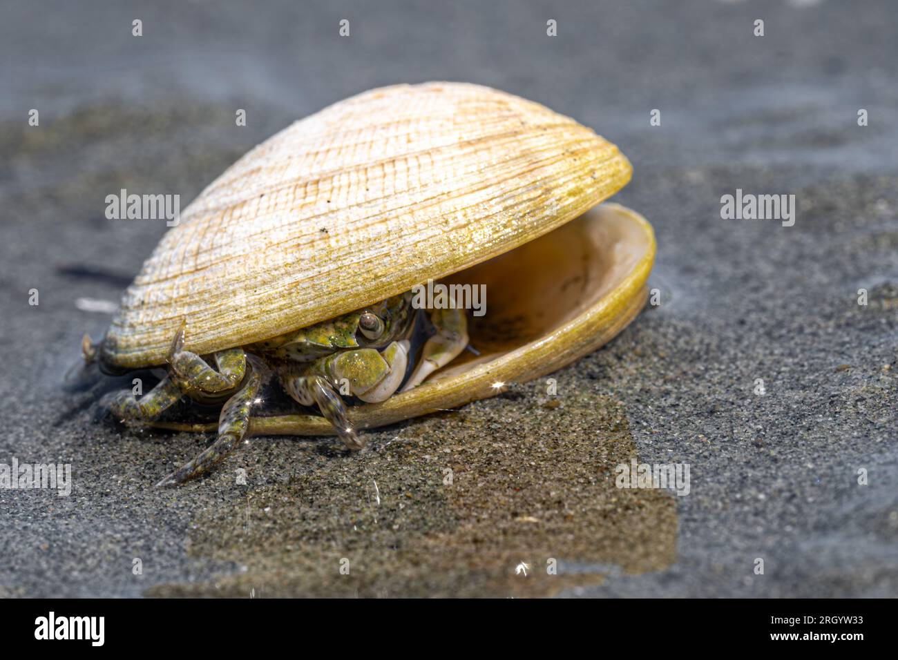 Mudflat Top Shell Mud-flat Crab (Hemigrapsus oregonensis) on a Vancouver Island Beach ...