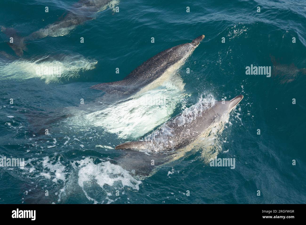 Common short beaked dolphins, Delphinus delphis, mating in Lyme Bay. These were two of several in a pod that were engaged in courtship and mating beha Stock Photo