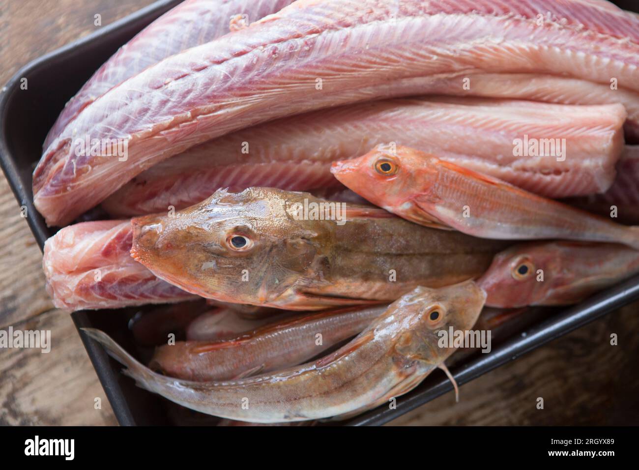 Skinned smooth hound sections and red and tub gurnards in the foreground, that are going to be cooked in a fish stew or bouillabaisse. England UK GB Stock Photo