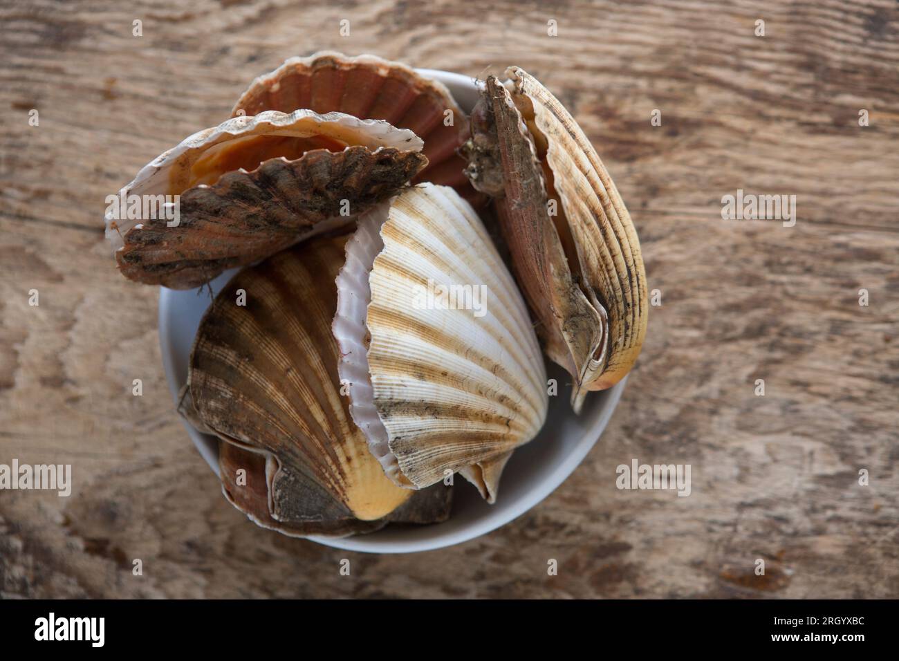 Pectens maximus hires stock photography and images Alamy