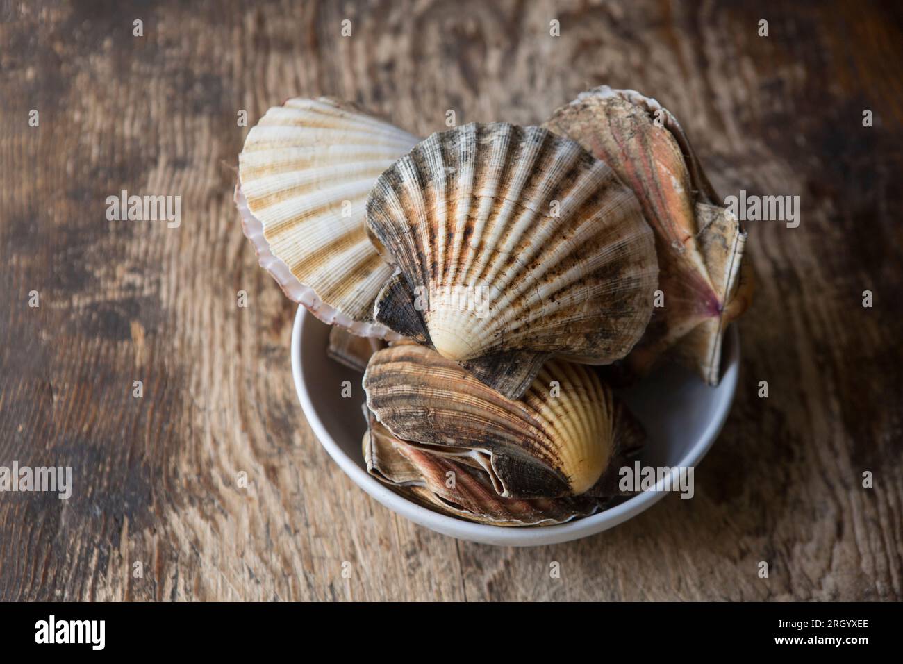 Pectens maximus hires stock photography and images Alamy