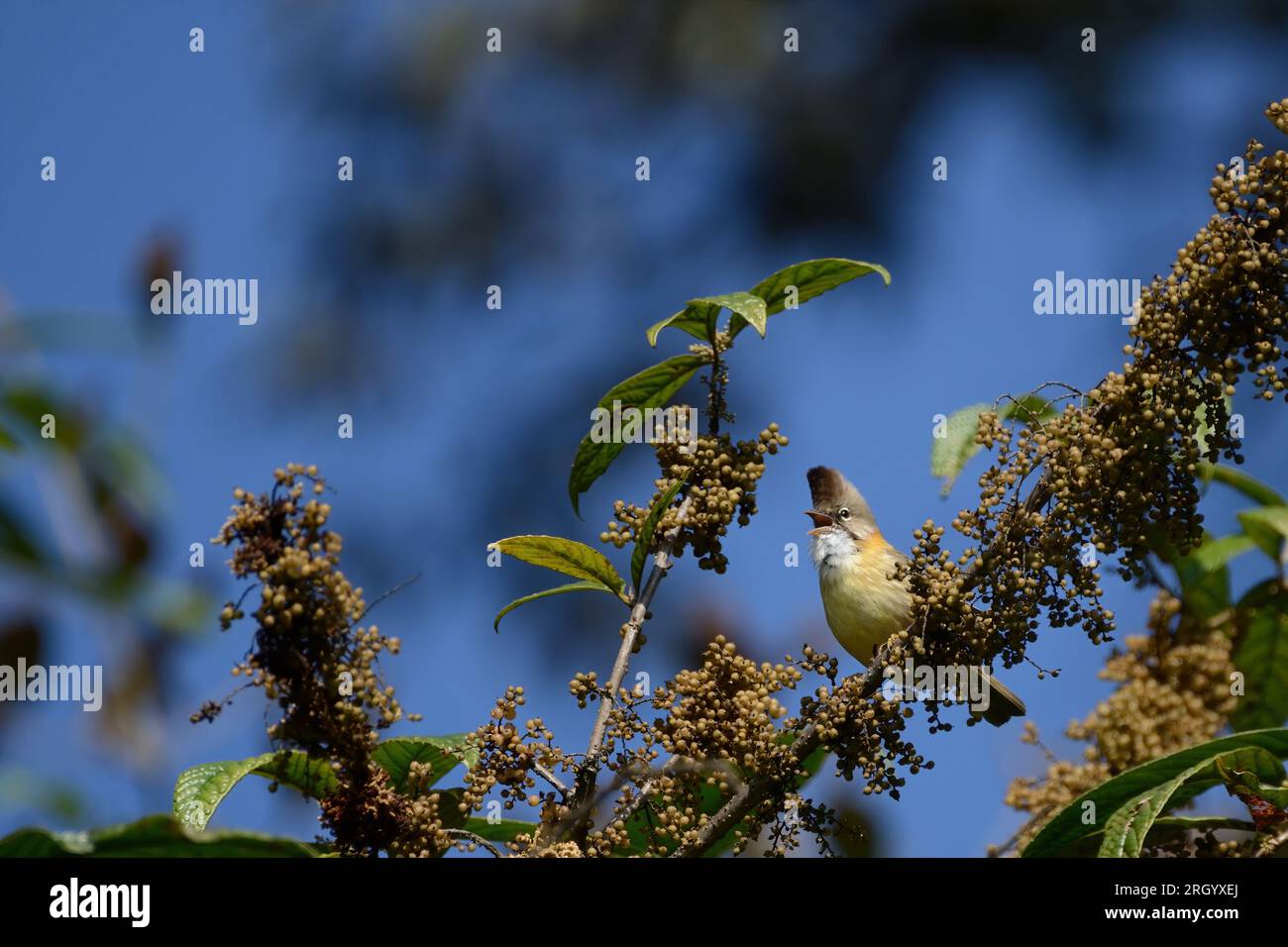 A chirping Whiskered Yuhina sitting on a berry-filled branch on a spring morning in India Stock Photo
