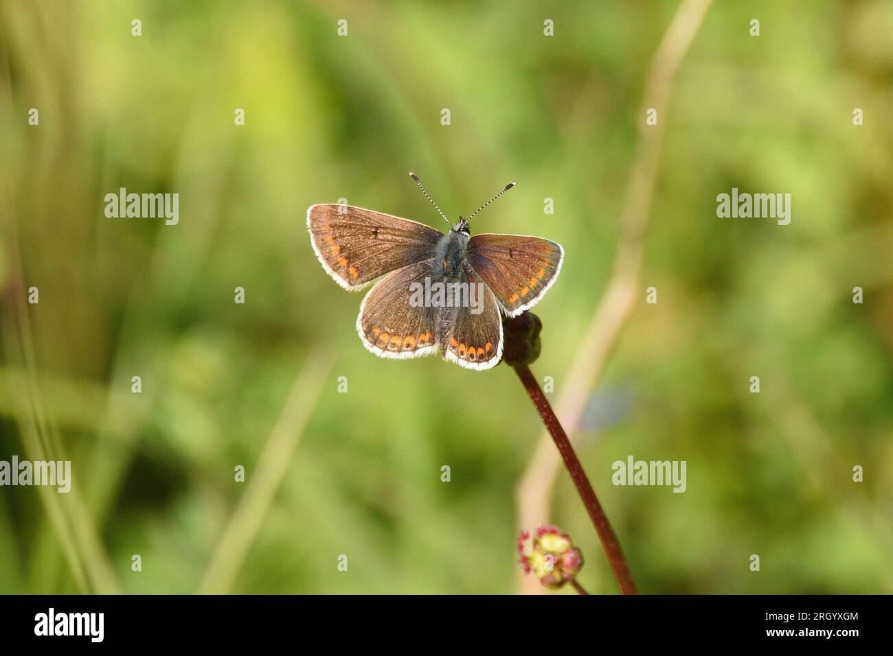 Brown Argus butterfly resting on a wildflower stem. Chiltern Hills, Hertfordshire, England, UK. Stock Photo