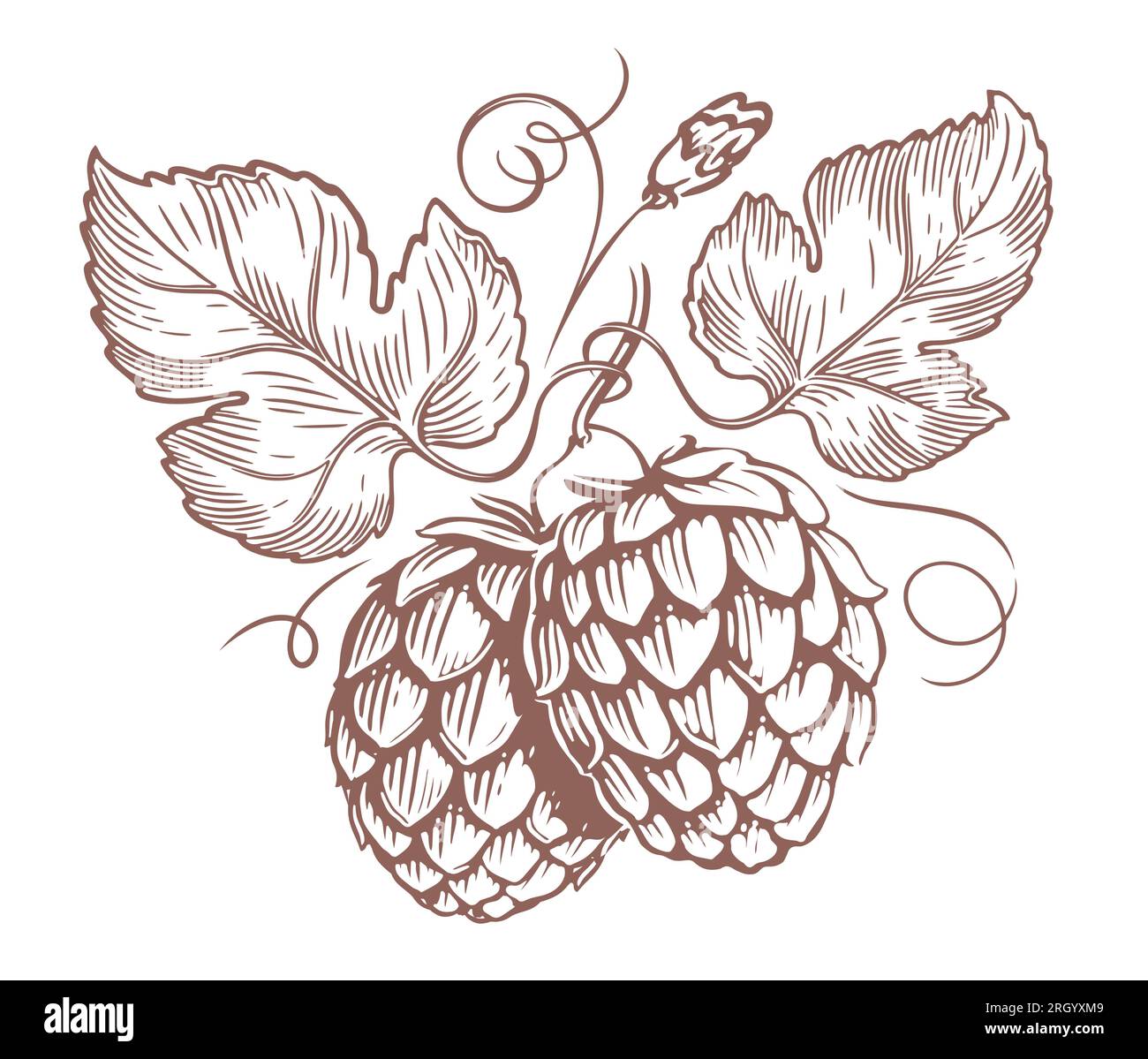 Branch with hop cones and leaves. Engraved style illustration. Vintage sketch vector illustration Stock Vector