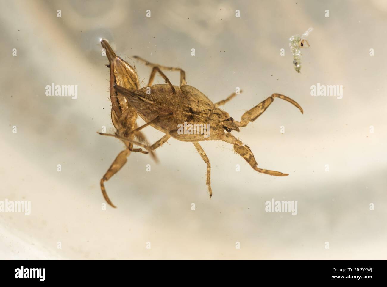 Water Scorpions (Nepa cinerea) Stock Photo