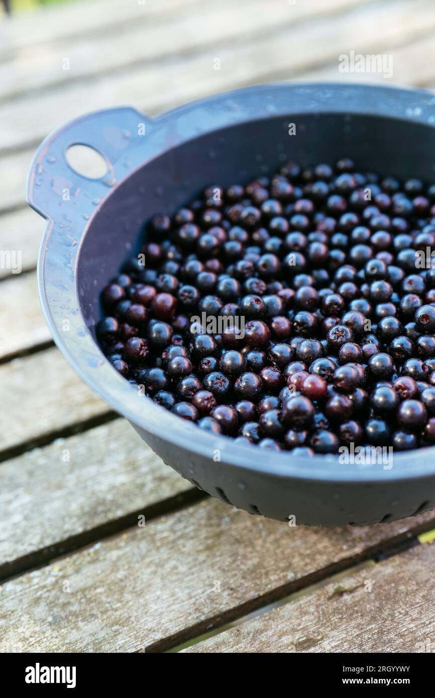 Colander with freshly harvested aronia berries. Stock Photo