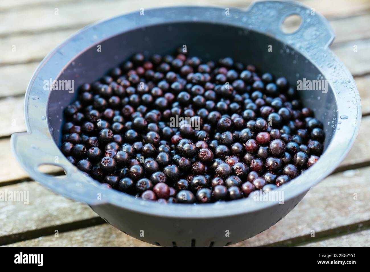Colander with freshly harvested aronia berries. Stock Photo