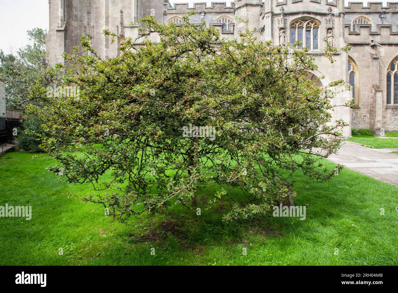 Glastonbury Thorn at St. John The Baptist Church, Glastonbury High St