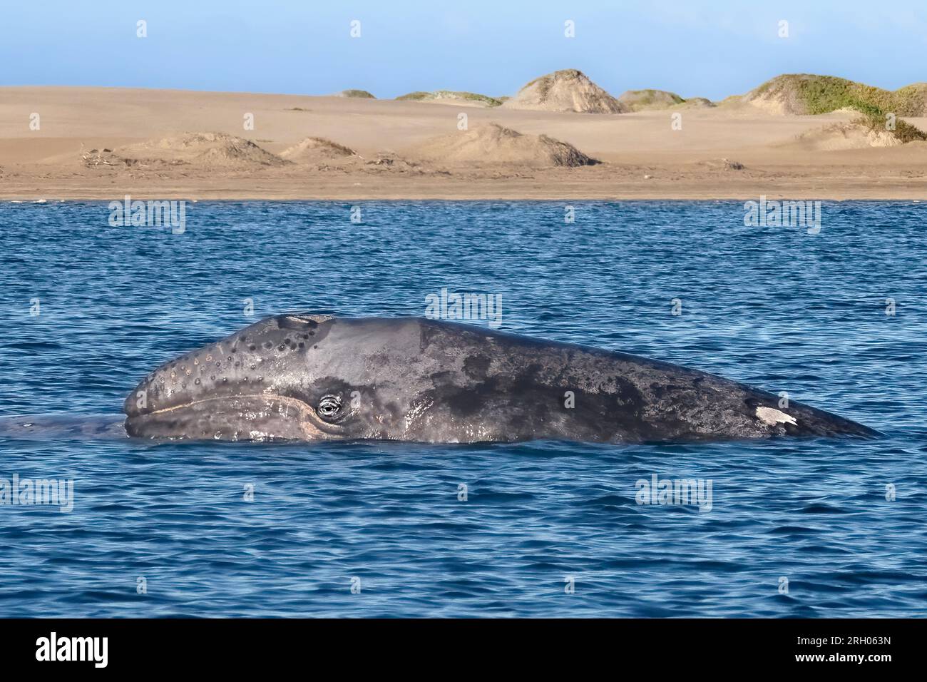 Grey whale (Eschrichtius robustus) swimming in Magdelan Bay, Baja California, Mexico Stock Photo