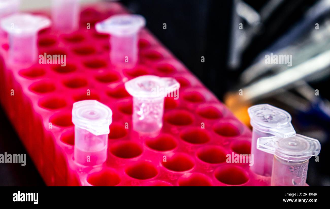 Eppendorf tubes in a test tube rack Stock Photo