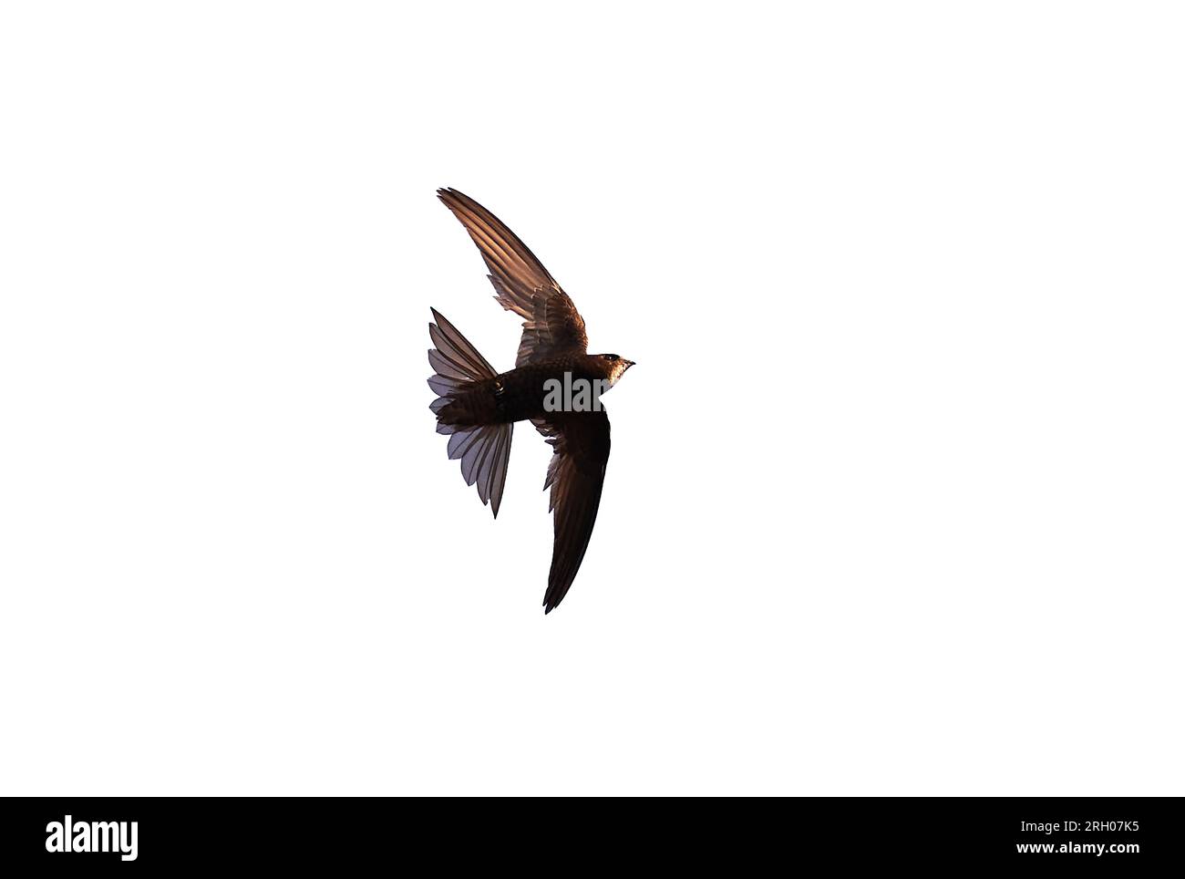 Common swift bird in flight isolated on white background (Apus apus) Stock Photo