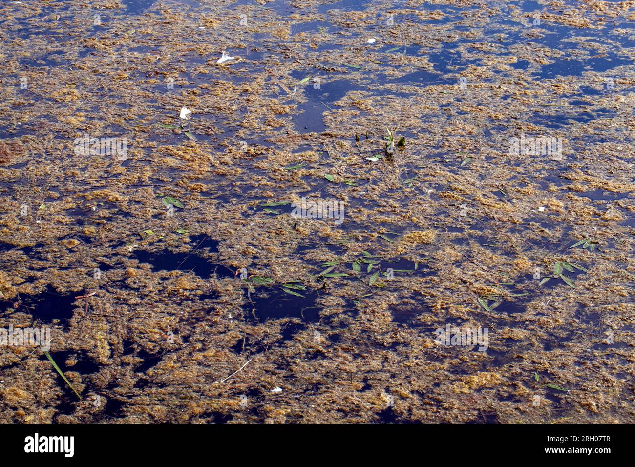 the territory of a swampy area in the summer, different types of aquatic plants in the swamp in