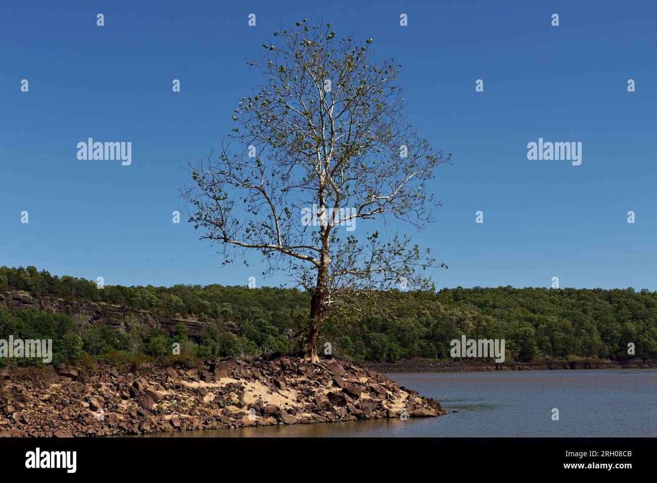 Lonely tree river hi-res stock photography and images - Alamy