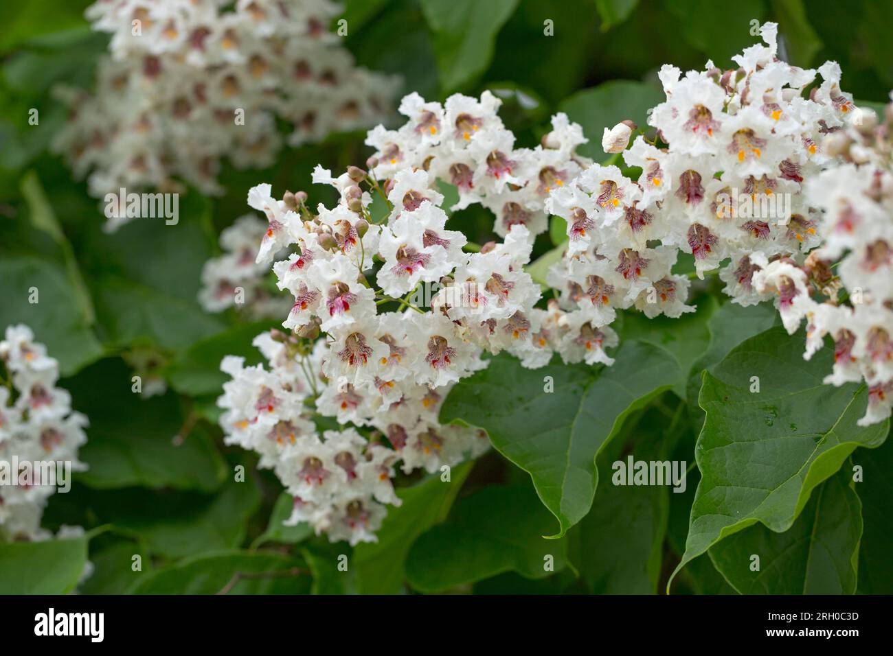 Closeup of catalpa tree blossoms in summer. Catalpa is also known as catawba  and is native to warm temperate and subtropical regions of North America Stock Photo