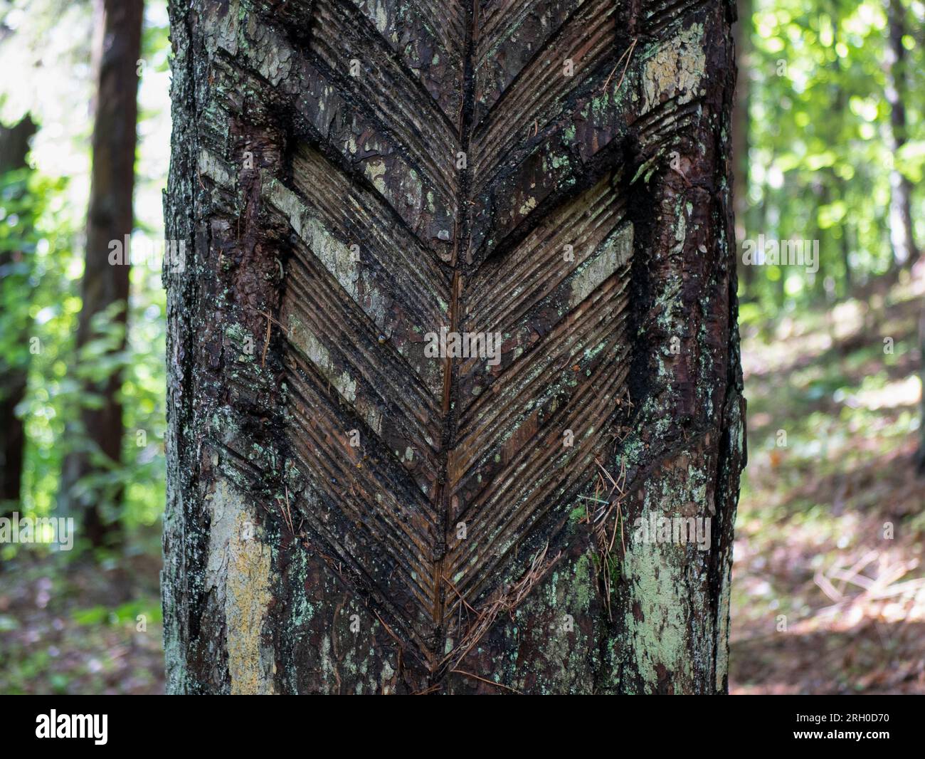 V-shaped scratches on the trunk, close up. Concept of bark scraping or tapping of pine resin Stock Photo