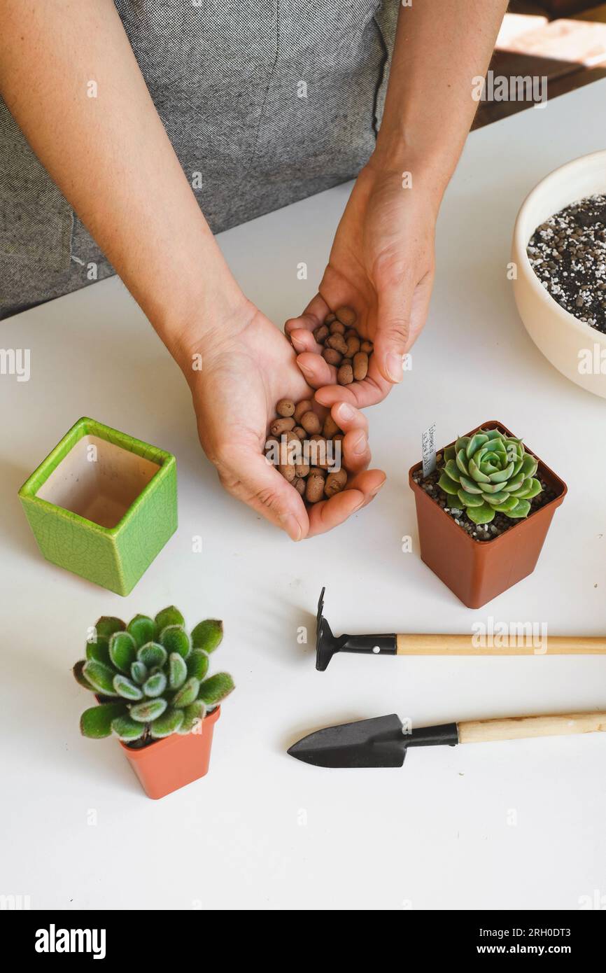 Putting drainage for plants in pot during repotting or transplantation ...