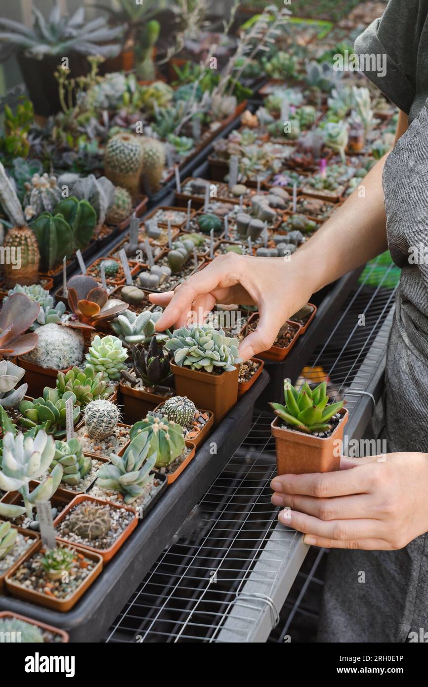 Select succulent plants in pots in the store. Florist small business,  vertical garden in the city. Person buying cactuses in the shop on shelfs  Stock Photo - Alamy