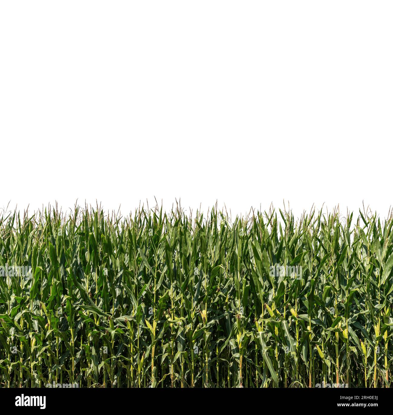 Corn dry plants in wind hi-res stock photography and images - Alamy