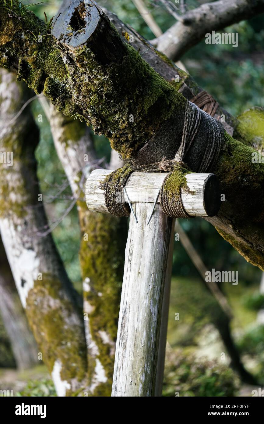 Trees roped, supported in the Kenrokuen Garden, Kanazawa, Japan Stock ...