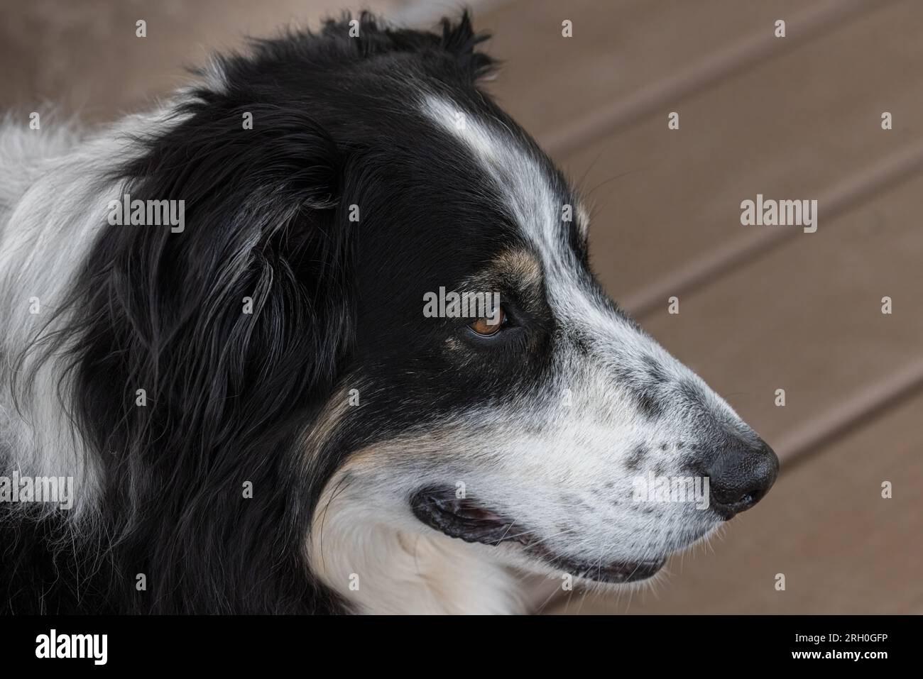 Closeup of a senior Australian Shepherd Collie mix dog face Stock Photo