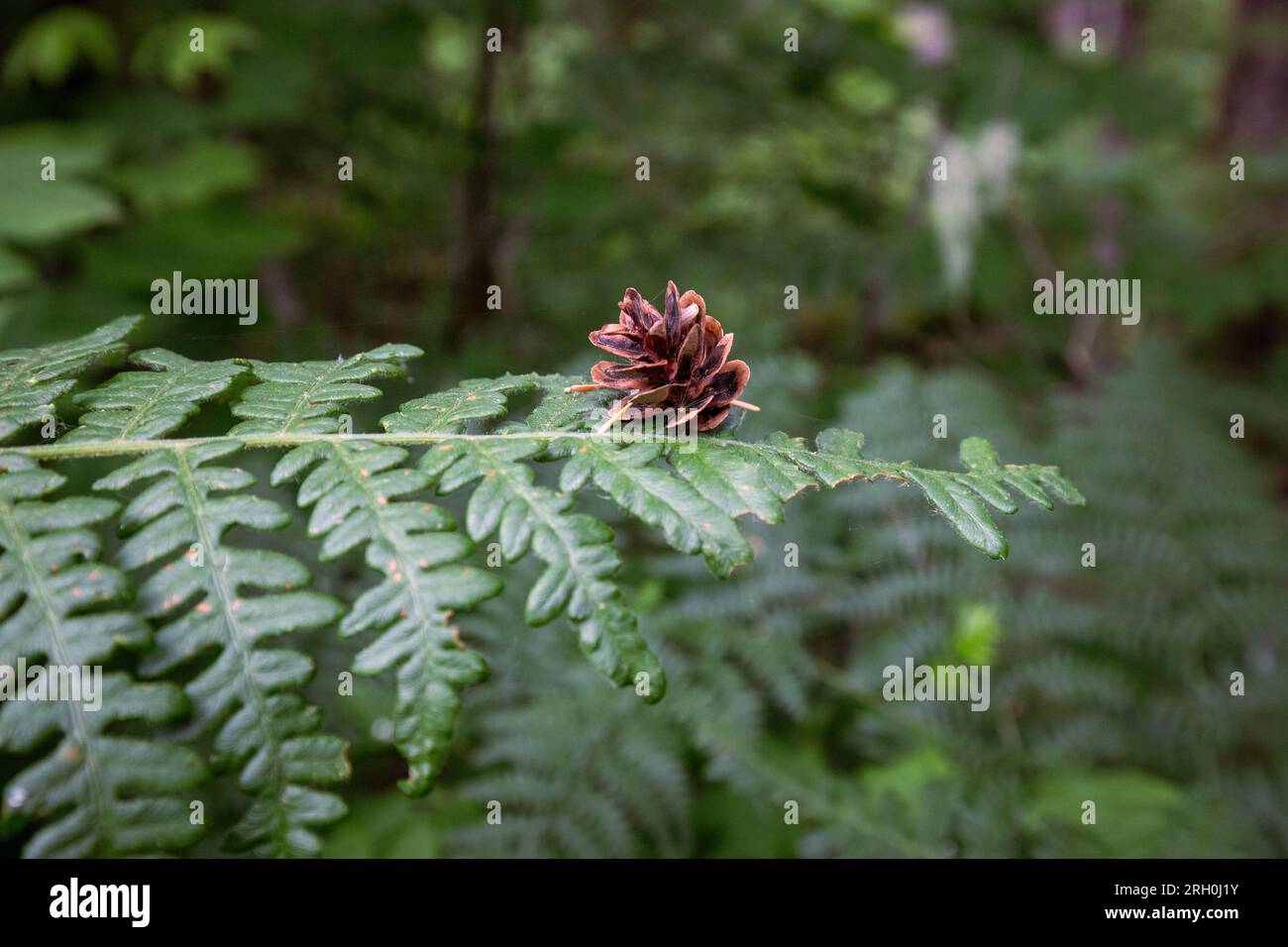 A pine cone rests on a fern frond in the Mt. Baker National Forest Washington Stock Photo