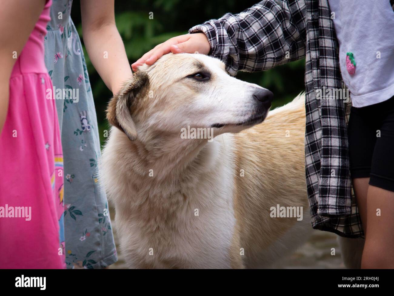 Kids hands tenderly stroking white dog. Home and stray homeless animals ...