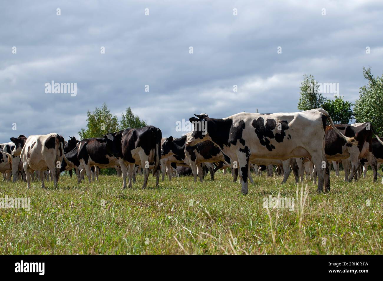 grazing a herd of cows in a field with green grass in summer, a herd of ...