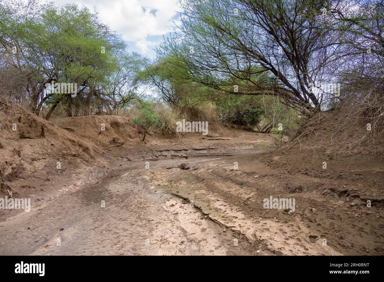 A dried up seasonal river bed lined with trees on the river bank, Pokot, Kenya Stock Photo