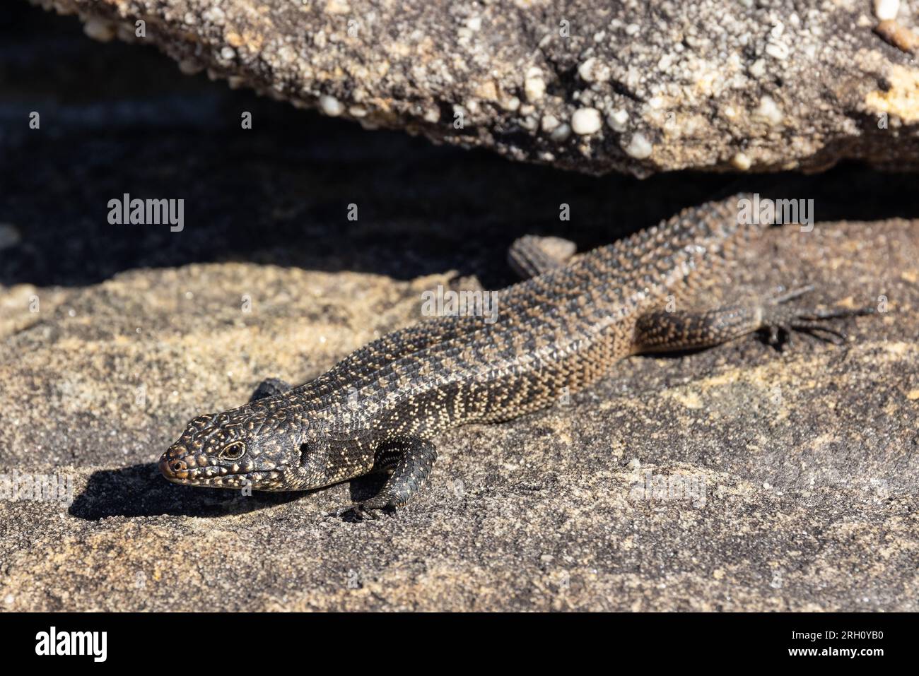 Australian Cunningham Skink basking outside it's sandstone rock crevice Stock Photo