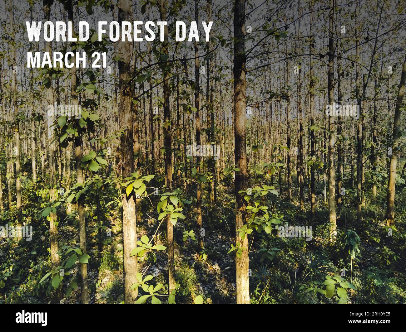 March 21, World Forest Day celebrates the vital role of forests in sustaining life on Earth, highlighting their biodiversity, environmental importance Stock Photo