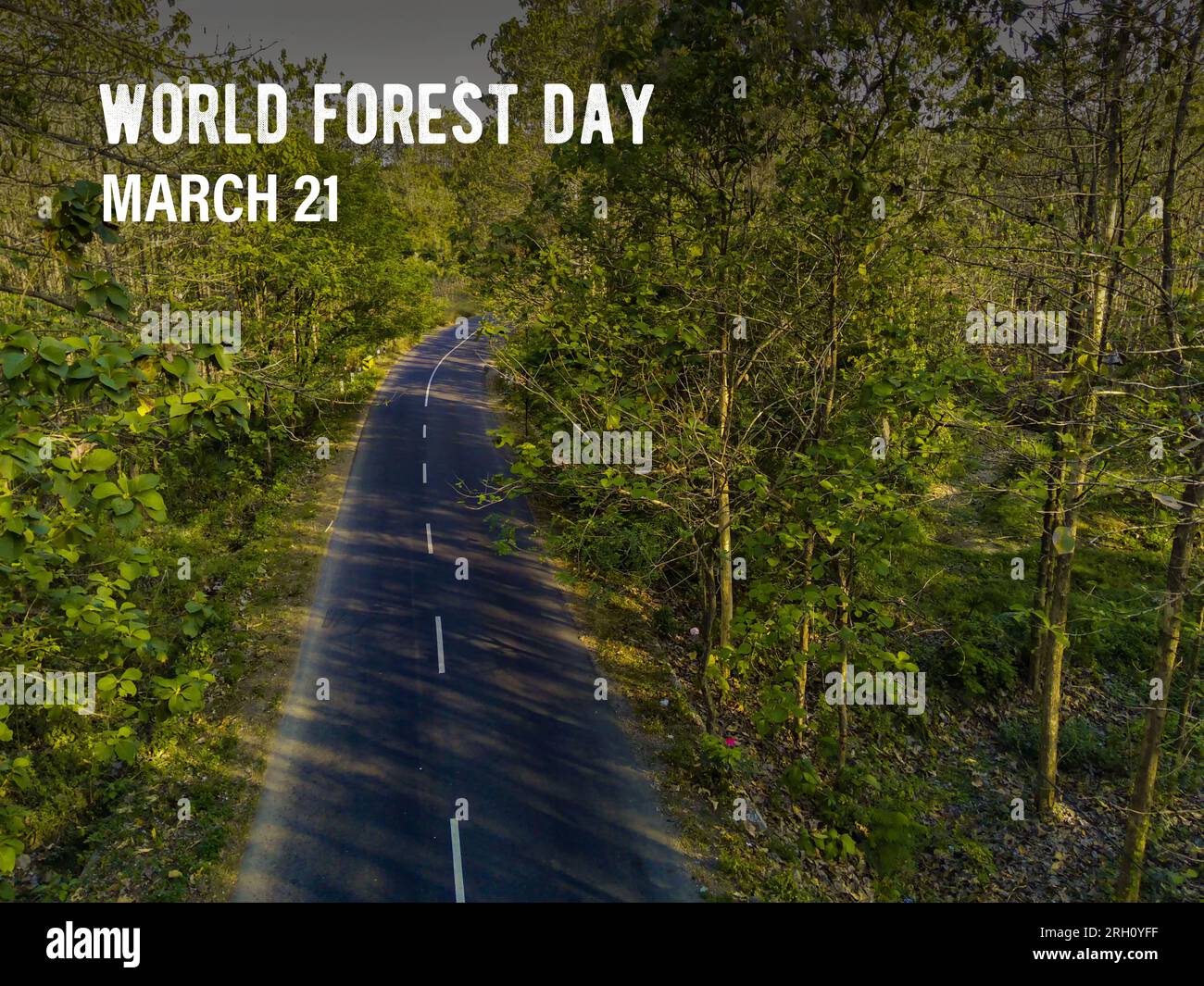 March 21, World Forest Day celebrates the vital role of forests in sustaining life on Earth, highlighting their biodiversity, environmental importance Stock Photo