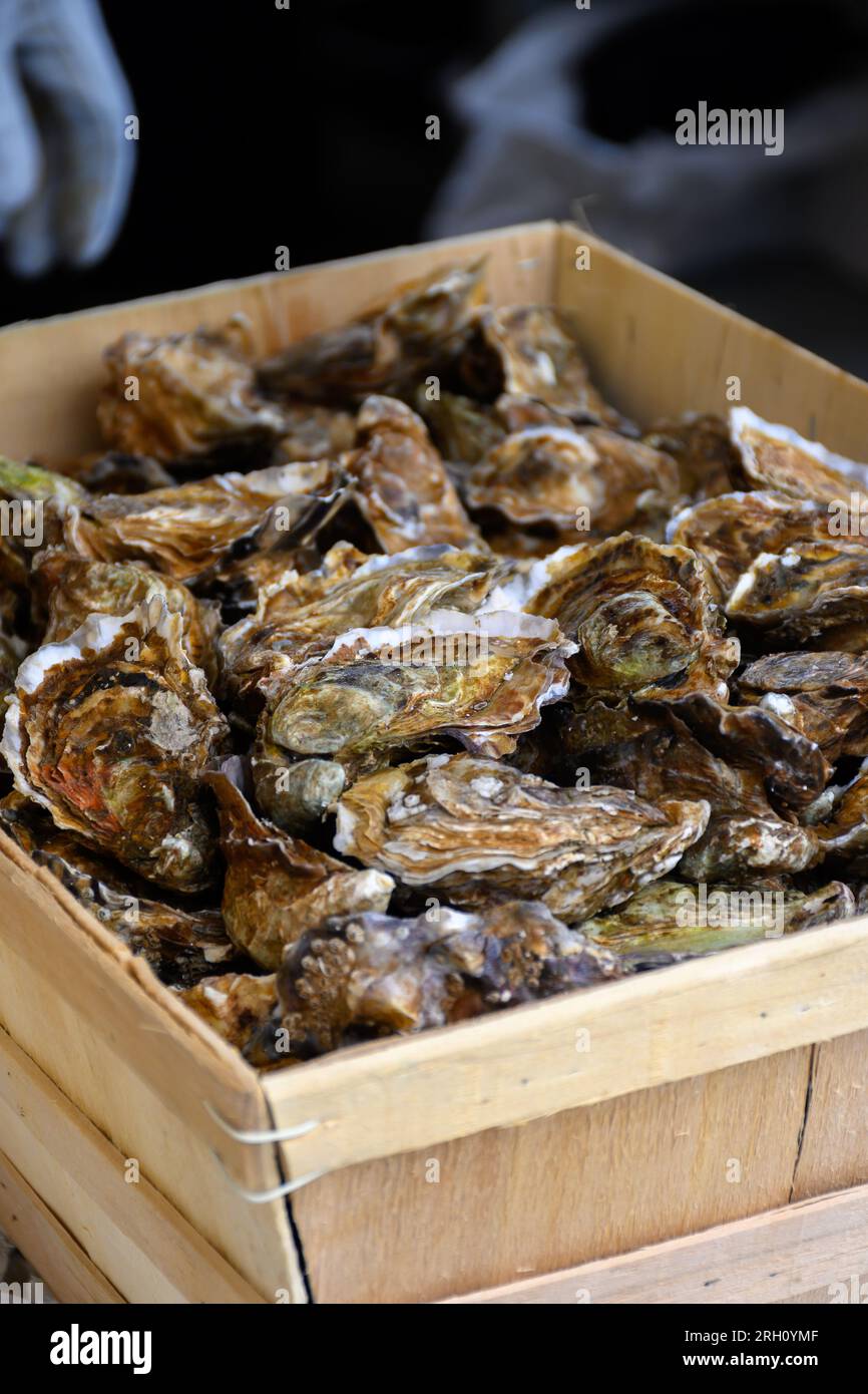 Fresh french Gillardeau oysters molluscs in wooden box ready to eat