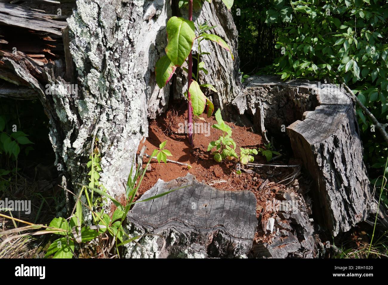 New life from old life with small plant growing out of tree stump hollow Stock Photo