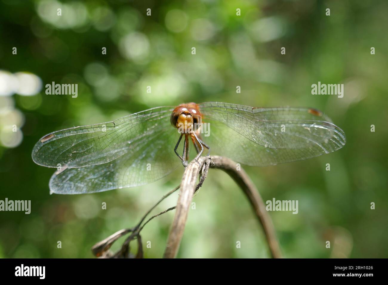 Close-up view of head with compound eyes of dragonfly flying insect Stock Photo