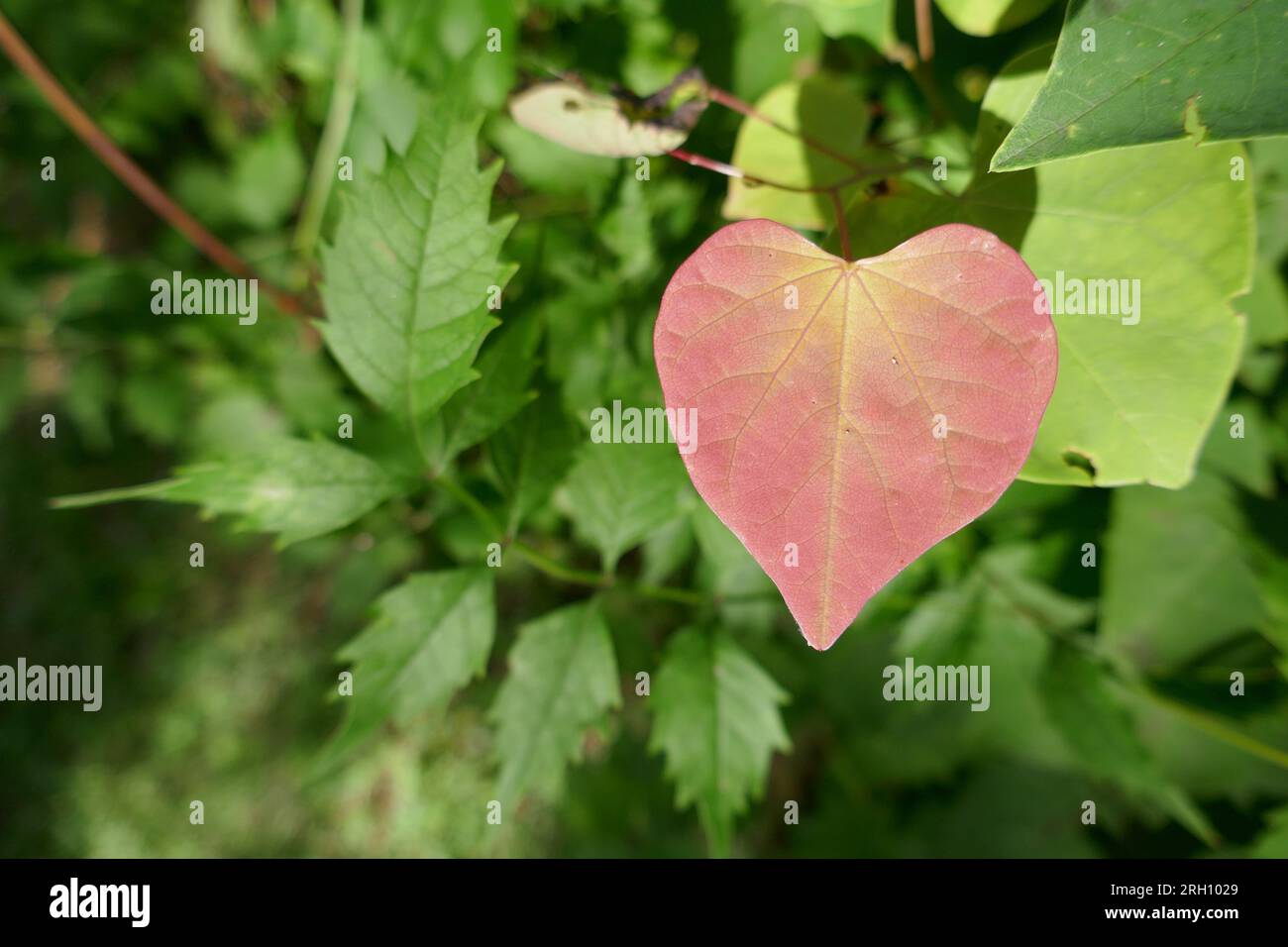 Heart shaped red leaf among other green leaves Stock Photo