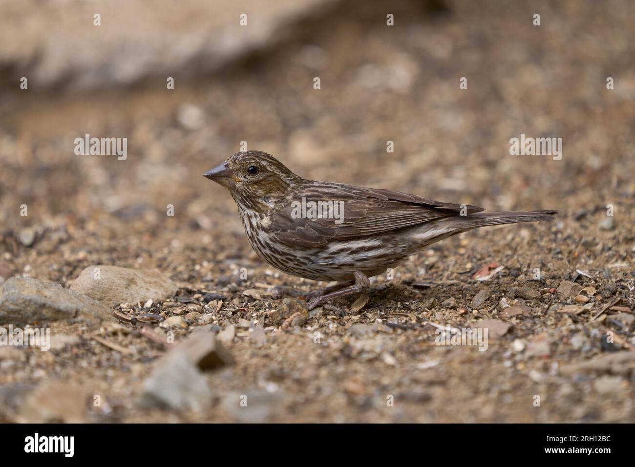 Cassin's Finch (Haemorhous cassinii) Mono County California USA Stock Photo