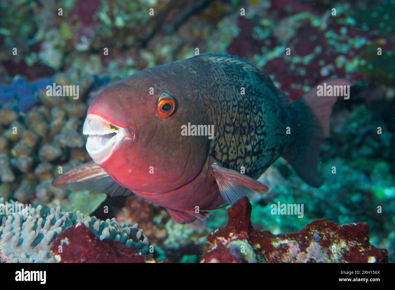 Ember Parrotfish, Scarus rubroviolaceus, Manta Alley dive site, Padar Island, Komodo National Park, Indonesia Stock Photo