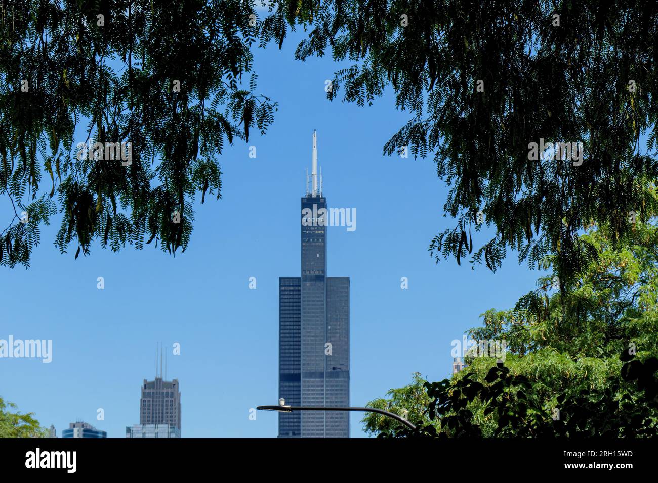 Willis Tower framed by honey locust foliage. Chicago, Illinois. Stock Photo