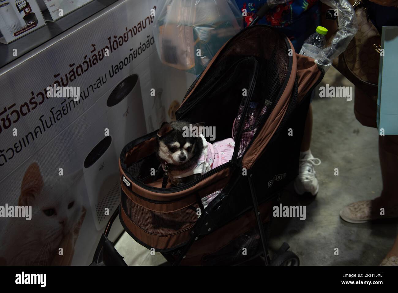 Bangkok, Thailand. 12th Aug, 2023. People bring Dog their own pets to