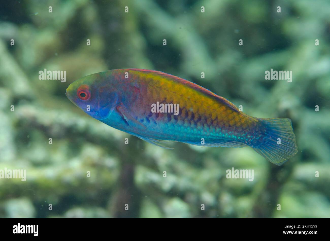 Female Blue-scaled Fairywrasse, Cirrhilabrus cyanopleura, Wainilu dive