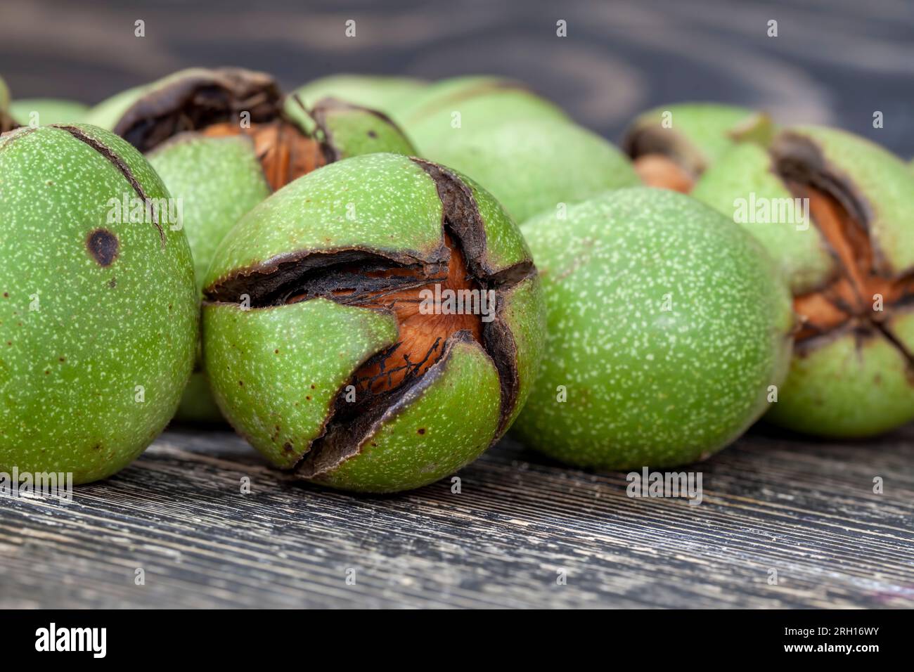a ripe walnut from which you can get a crop of nuts for nutrition, walnuts harvested and preparing it for drying Stock Photo
