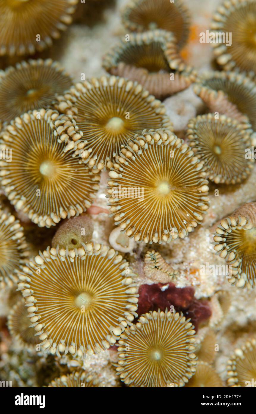 Oral discs of Zoanthid, Palythoa sp, polyps, Tatawa Besar Island, between Komodo and Flores islands, Komodo National Park, Indonesia Stock Photo