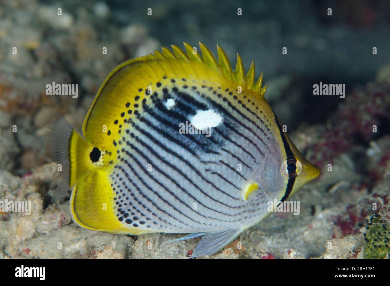 Black-backed Butterflyfish, Chaetodon melannotus, with night colors, night dive, IMAX dive site, Tatawa Besar Island, between Komodo and Flores island Stock Photo