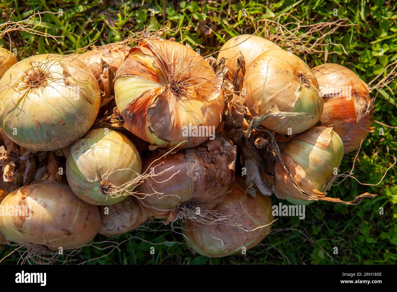 packed for winter storage onion harvest, onion harvest in large