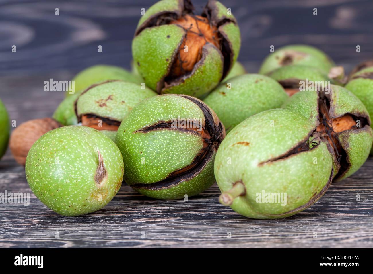 a ripe walnut from which you can get a crop of nuts for nutrition, walnuts harvested and preparing it for drying Stock Photo