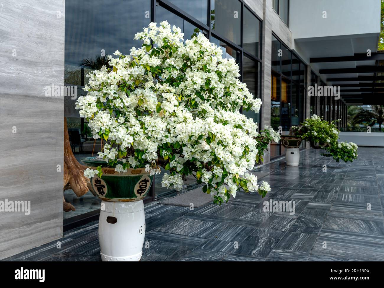 Beautiful white bougainvillea plants in pots on the marble background of a luxury hotel Stock Photo